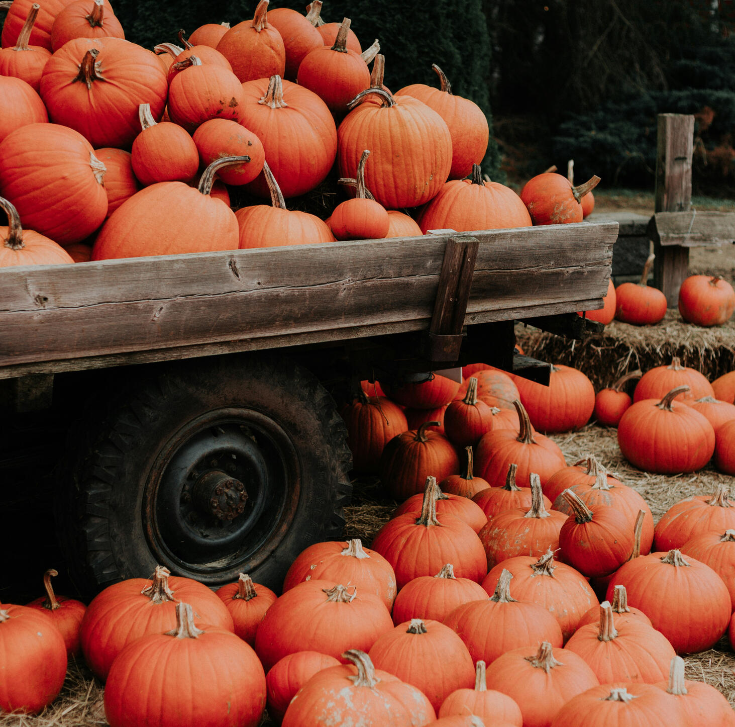 Van Arnhem Pumpkin stock image
