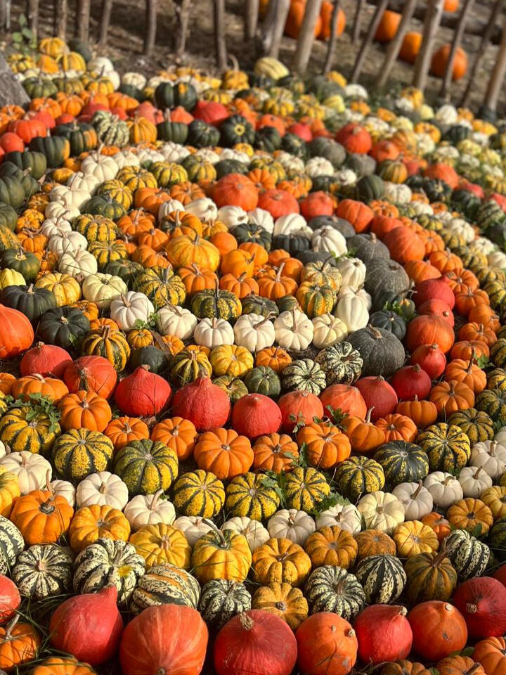 Hobbledown Pumpkins, Play & Family Adventure Hobbledown